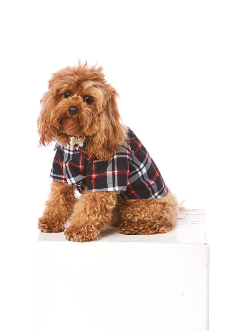 Lowes dog tags online